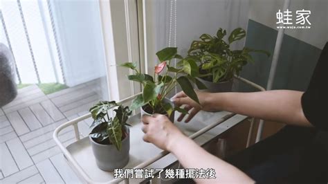 植物擺設|【分享】超簡單植栽佈置術！8款室內觀葉植物＋質感。